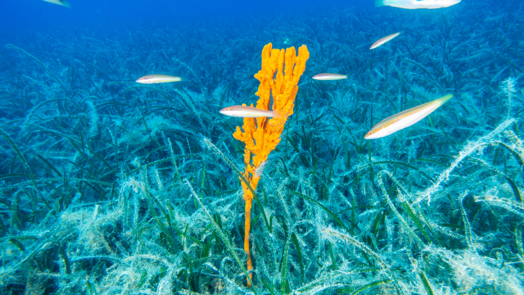 Pina ve deniz çayırları Marmara Denizi'ne nefes oluyor